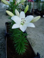 [1695 WhiteSound DJ No02.JPG]